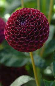 Pin On Dalia Flower