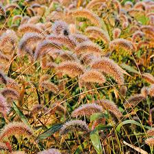 Image result for Setaria grandis