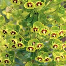 Image result for Psydrax martinii