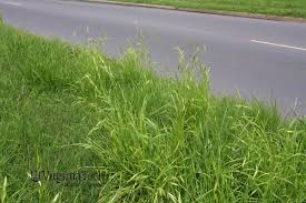 Image result for Bromus catharticus