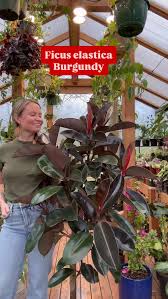 Image result for ficus elastica flower