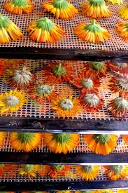 Baltvytis 5 out of 5 stars (52) How To Dry Calendula Flowers