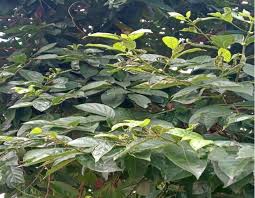 Image result for Morinda lucida