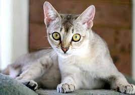 koshka porody burmilla burmilla singapurskaya koshka koshki i kotyata