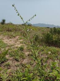Image result for Cynoglossum coeruleum