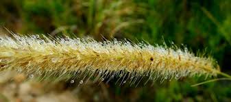 Image result for Cenchrus caudatus