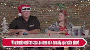 What Traditional Christmas Decoration Is Also A Parasitic Plant Lisbdnet Com