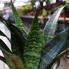 Image result for Sansevieria trifasciata
