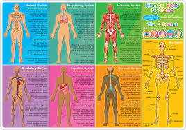 Since the days of andreas vesalius, humans have been fascinated with describing and accurately depicting various parts of the body in all of their intimate detail. Human Body Smart Poly Learning Mat Ashley Productions