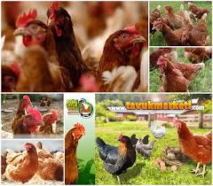 Gezen Tavuk Ciftligi Ozelligi Tavukculuk Ciftlikler Dogal