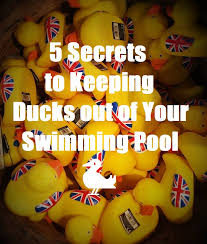 Ducks and geese are naturally attracted to water, especially if they consider that water to be a safe place and a clear swimming pool suggests just that. 5 Secrets To Keeping Ducks Out Of Your Swimming Pool Pool Operator Talk News