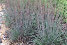 Image result for Schizachyrium