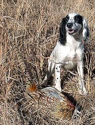 English Cocker Spaniel Wikipedia