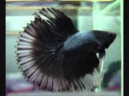 How many types of betta fish are there? Betta Splendens Tail Types Youtube