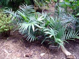 Image result for Chamaedorea radicalis
