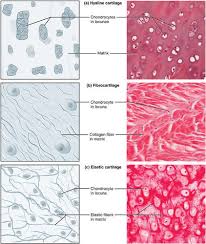 Epithelial tissue, connective tissue, muscle tissue and nervous tissue. 10 3 Human Cells And Tissues Biology Libretexts