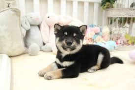 Males and females, black/tan and reds available. View Ad Shiba Inu Puppy For Sale Near California San Jose Usa Adn 51927