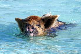 Dieser anhänger enthält sand aus barbados. Bahamas Traumstrand Und Schwimmende Schweine Kerrilotta