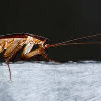 The different species and their favorite places. Cockroaches Peta