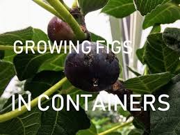 But, when it comes to fig tree pruning, many home gardeners are at a loss as to how to properly trim them. Complete Guide To Growing Fig Trees In Containers Youtube