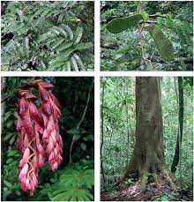 Image result for Cryptosepalum exfoliatum