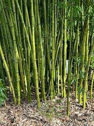 Image result for Pilea bambuseti