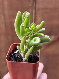 Image result for Crassula vaginata