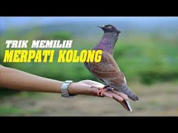 Gambar burung dara yang bagus. Cara Memilih Merpati Kolong Tinggi Yang Bagus Youtube