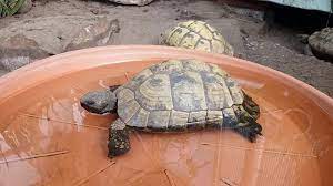 Schaue einfach mal in regelmäßigen abständen nach den tieren. Vorbereitung Auf Die Winterstarre Von Schildkroten Europaische Arten Youtube