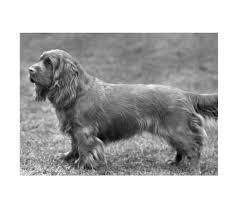 Image result for sussex španěl