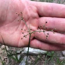 Image result for Fimbristylis quinquangularis