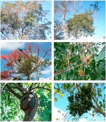 Image result for Erianthemum dregei