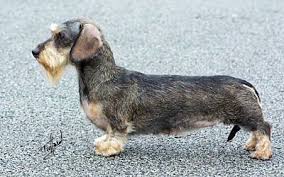 Black And Cream Dachshund Dachshund Wire Haired Dackel Rauhaardackel Hunderassen