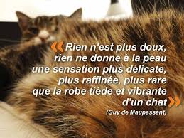 Rien N Est Plus Doux Rien Ne Donne A La Peau Une Sensation Plus Delicate Plus Raffinee Plus Rare Que La Robe Tiede Et Vib Citation Chat Paroles De Chat Chat