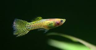 Pin On Guppies