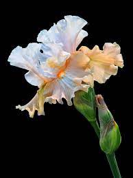 Peaches And Cream Iris By Dave Mills Iris Flowers Wonderful Flowers Gladiolus Flower