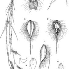Image result for Brachyachne patentiflora
