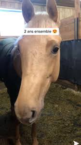 Gabrielle Laverdiere (@gabriellelaverdi3)’s videos with Love You Still  (abcdefu romantic version) (v1)