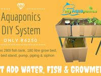 Red Tilapia Dance Aquaponics Aquaponics Tilapia Plants