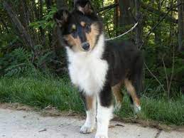 Tri Colored Rough Collie Pup Rough Collie Collie Collie Puppies