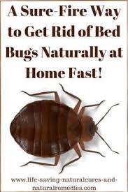 A Sure Fire Way To Get Rid Of Bed Bugs Naturally At Home Fast Rid Of Bed Bugs Kill Bed Bugs Bed Bugs