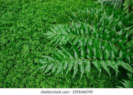 Image result for Selaginella afrorum