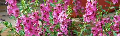 Heat Loving Annuals For The Garden And Containers Melinda Myers