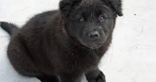 Scout The Mixed Breed Mixed Breed Puppies Puppies Mixed Breed Dogs