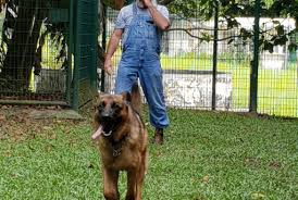 Relocating your dog to singapore. Singapore Petrelocation