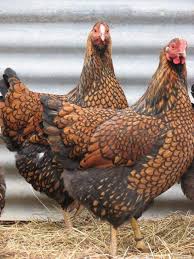 Wyandotte chickens come with different color variety. About Wyandotte Chickens Gorgeous Heritage Dual Purpose Chickens