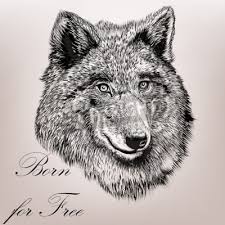 Grußkarten für männer, frauen oder kinder! Schone Hoch Detaillierte Hand Zeichnen Wolf Realistischen Vektor Leinwandbilder Bilder Wolf Polar Wort Myloview De