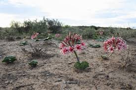 Image result for Ammocharis angolensis