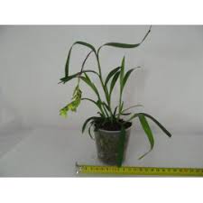 Image result for Polystachya albescens