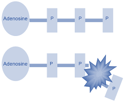 Carbohydrates provide them with energy while protein helps in maintenance such as aerobic respiration takes over after a short time, burning fat and eventually protein. Level 2 Exercise And Fitness Knowledge Gym Instructor Exercise To Music Instructor 9 Energy Systems Amac Training